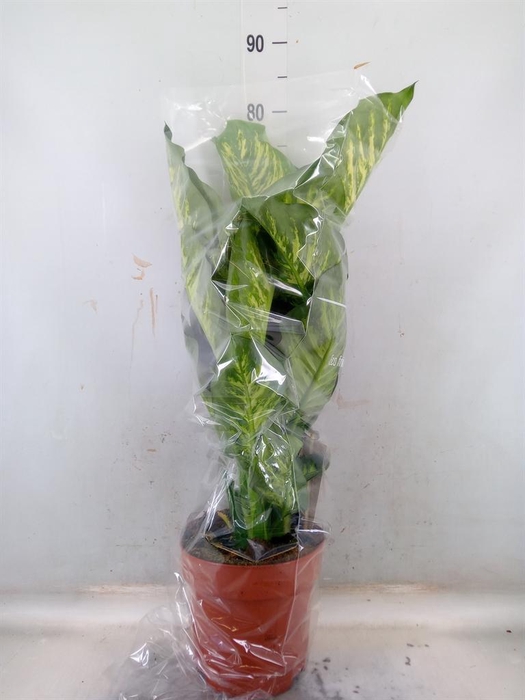 <h4>Dieffenbachia seg. 'Maroba'</h4>