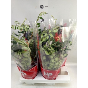 Aeschynanthus  'Tornado'