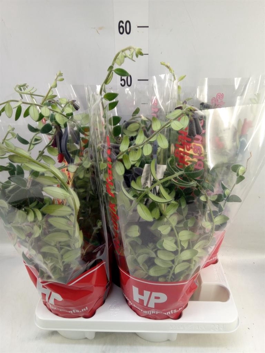 <h4>Aeschynanthus 'Tornado'</h4>