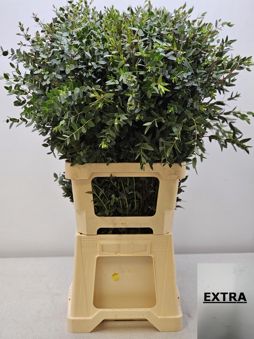 <h4>EUC PARVIFOLIA PER STEEL-IT-</h4>