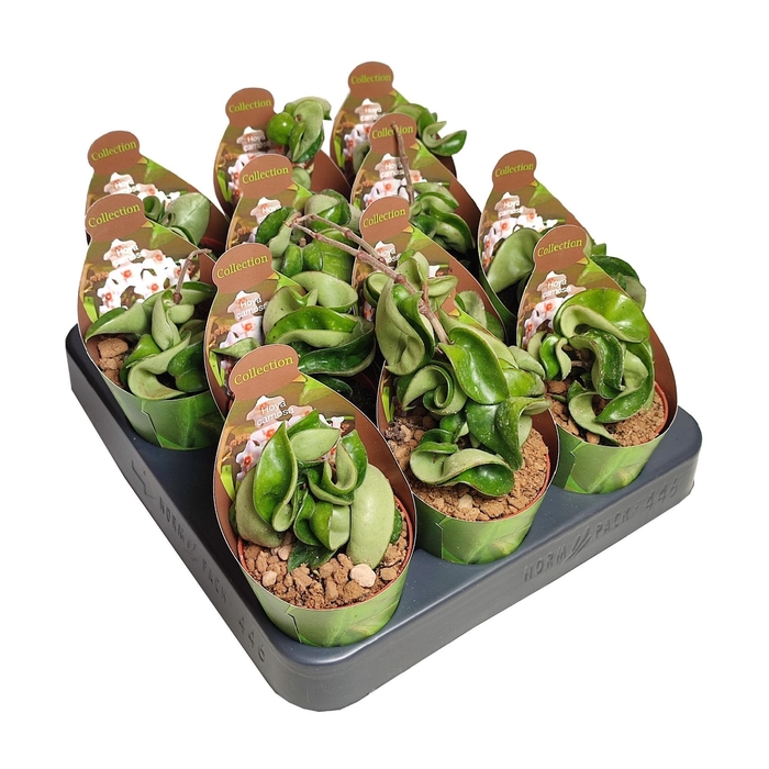 <h4>HOYA CARNOSA</h4>