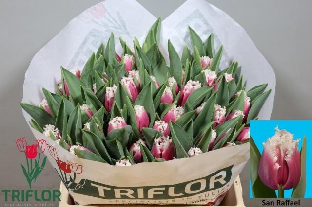 <h4>TU FR SAN RAFFAEL</h4>