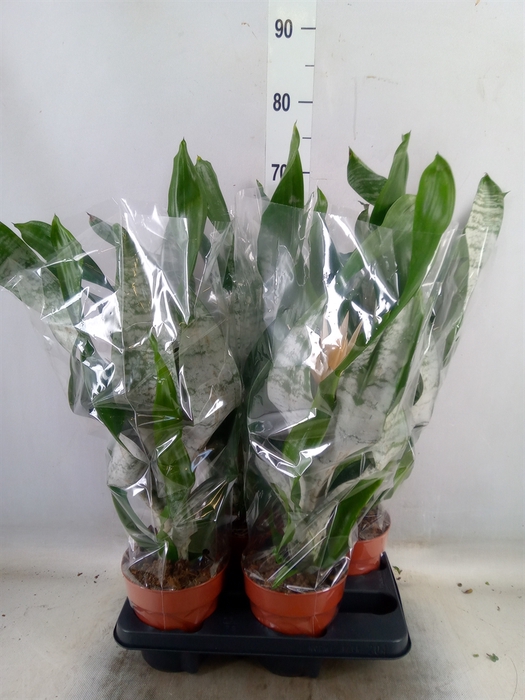 <h4>Aechmea fasciata 'Prontoo'</h4>