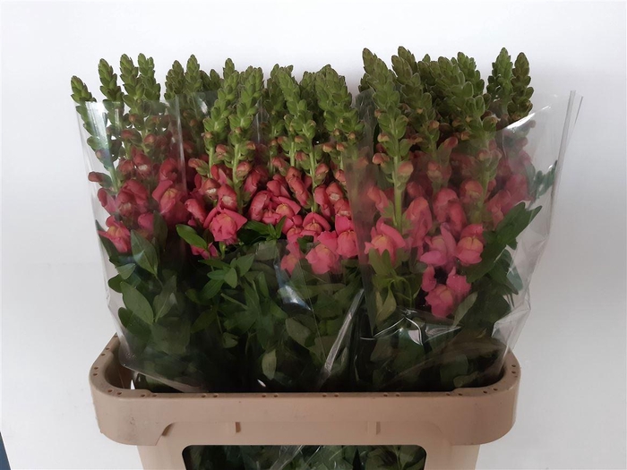 <h4>Antir Cool Rose</h4>