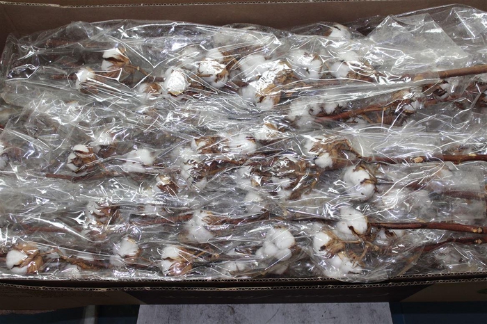 <h4>Gos Hirsutum Wit 7 Bal</h4>