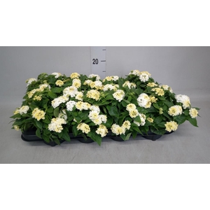 Lantana camara   ...