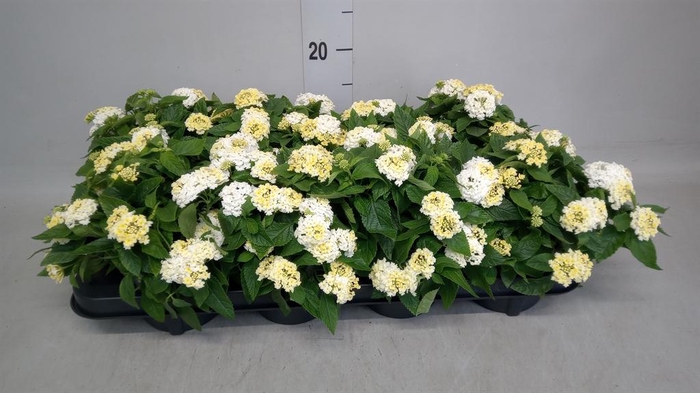 <h4>Lantana camara   ...</h4>