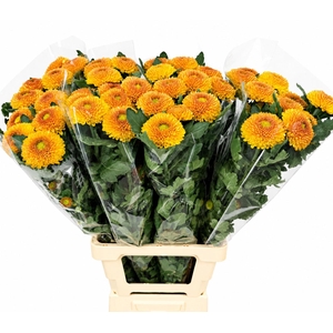 Chrysanthemum Gp Blake Orange