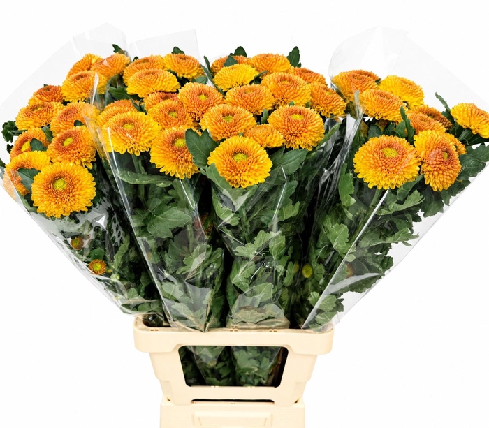 <h4>Chrysanthemum Gp Blake Orange</h4>