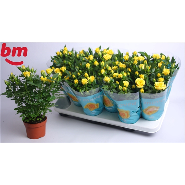 <h4>Rosa Amazing Jewel Beau Monde Yellow (10,5 cm)</h4>