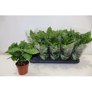 arr8 Coffea Arabica