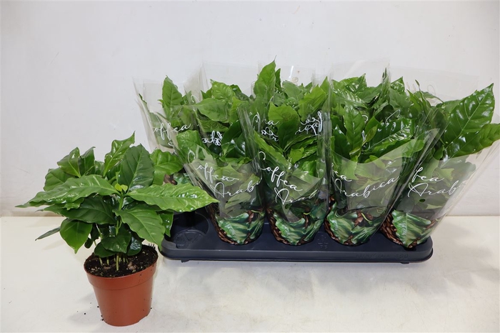 <h4>arr8 Coffea Arabica</h4>