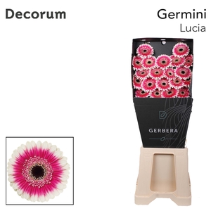 Germini Lucia Diamond