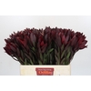 Leucadendron Saf Sunset Dark R.