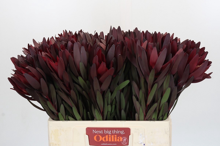 <h4>Leucadendron Saf Sunset Dark R.</h4>