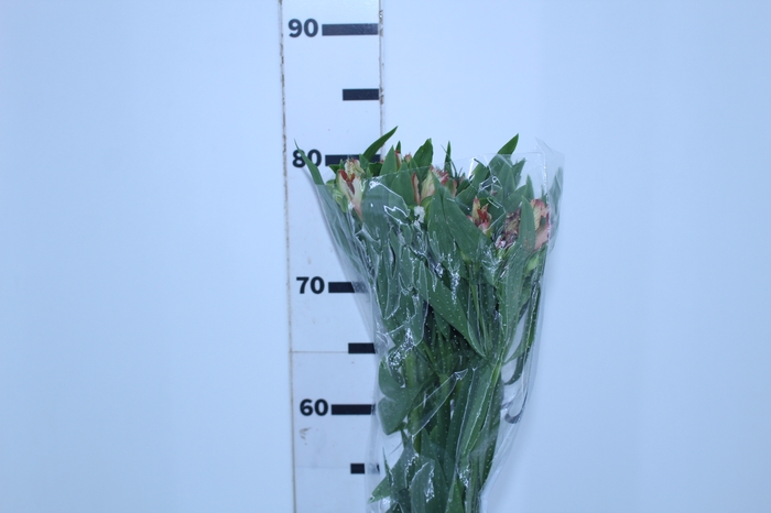 ALSTROEMERIA MOTION 080 CM LARANJA