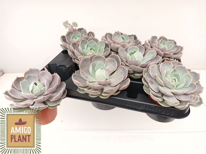 <h4>ECHEV LOTUS</h4>
