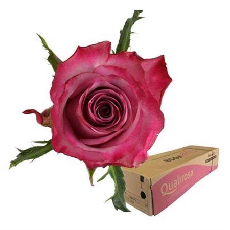 <h4>R Gr Deep Purple -in box</h4>