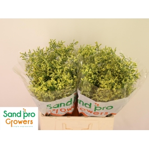 LIM SIN CHINA SUMMER