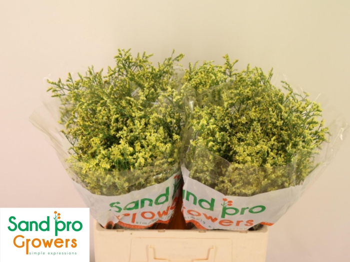 <h4>LIM SIN CHINA SUMMER</h4>