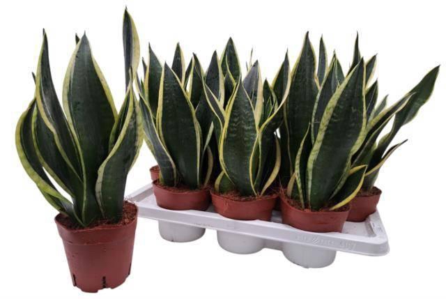 <h4>SANSEV BLACK GOLD</h4>