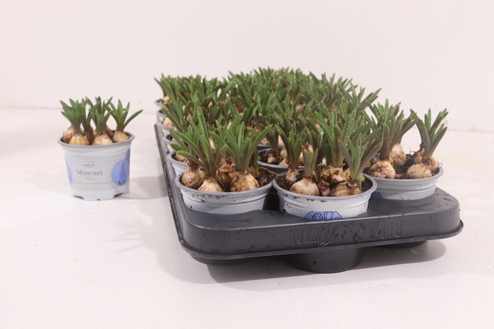 <h4>MUSCAR ARMENIACUM</h4>