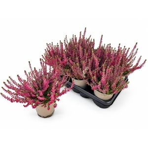 CALLU WIBOS ROT