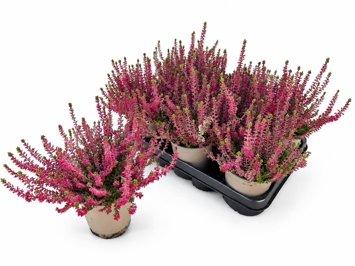 <h4>CALLU WIBOS ROT</h4>