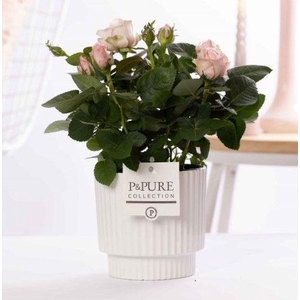 Rosa light pink in P&PURE Ivy ceramics shiny white