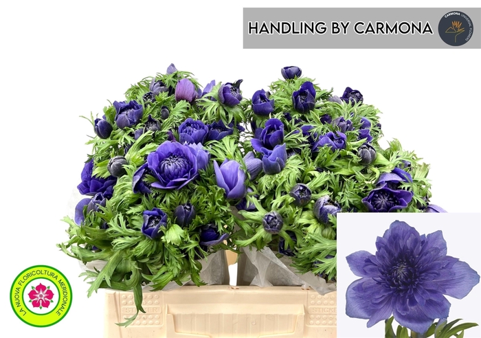 <h4>Anem Co Levan Blu</h4>