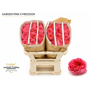 Rosa Garden Pink X-Pression