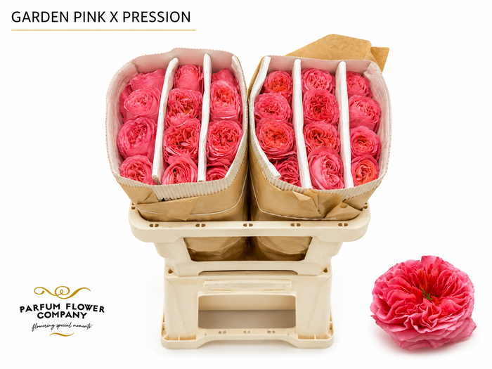<h4>Rosa Garden Pink X-Pression</h4>