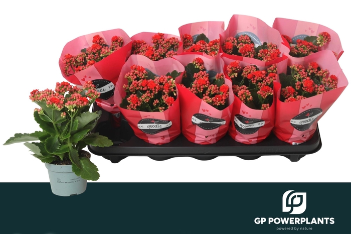 <h4>KAL GE PERFECTA RED</h4>