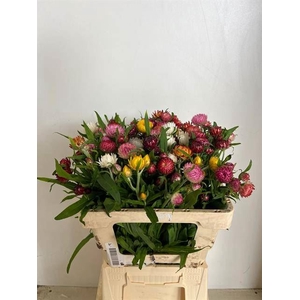 HELICHRYSUM OV