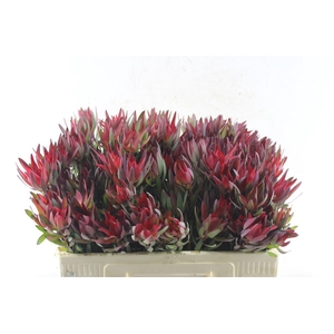 Leucad Sal Blush Single