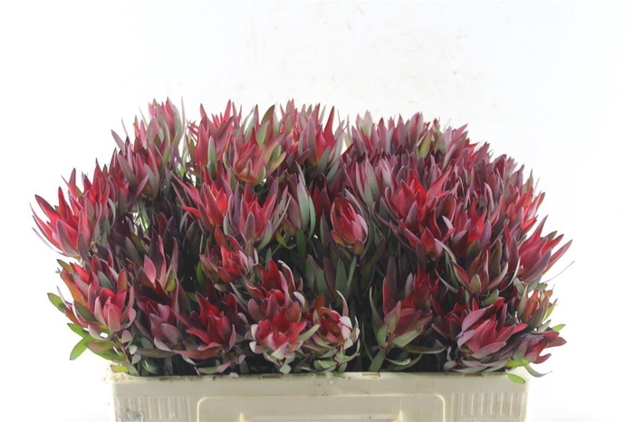 <h4>Leucad Sal Blush Single</h4>