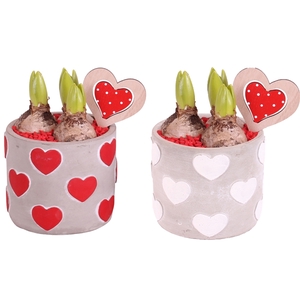 Valentine Arr. Hyacint Ceramic Hearts pot Red/White Ø14cm 3PP