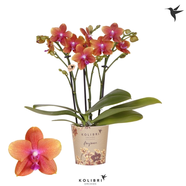 <h4>Kolibri Orchids Phalaenopsis Fragrance Bolgheri 3 spike</h4>
