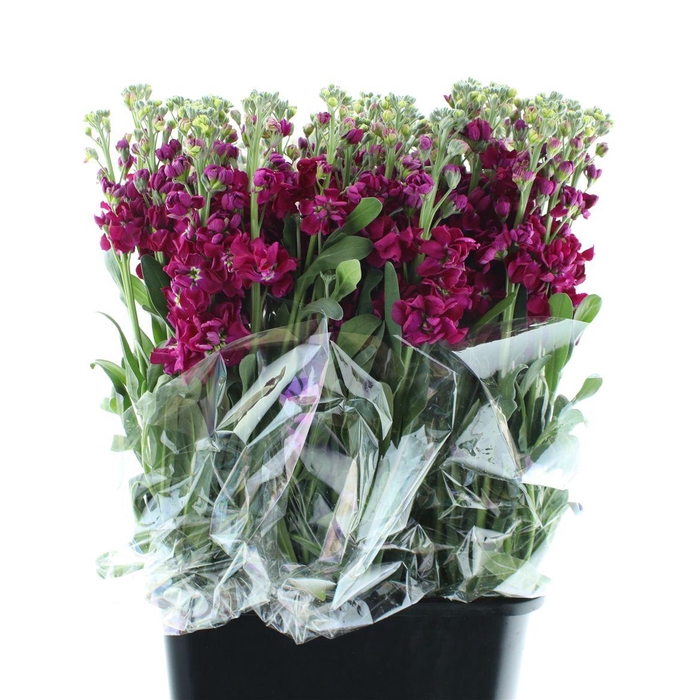 <h4>Matth Incana Iron Rose</h4>