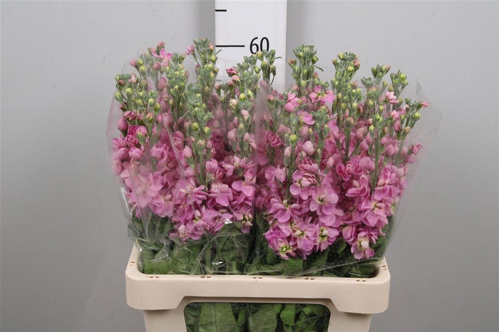 <h4>Matth Milla Pink</h4>