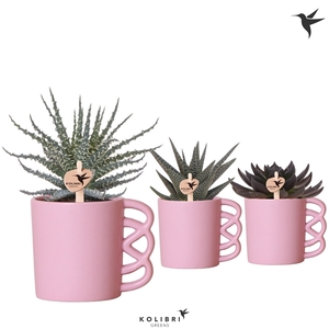 Kolibri Greens Succulenten mix in Happy Mug pot pink