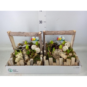 Arr.   Bol/Knolgewas L%