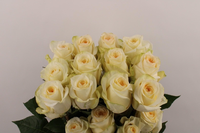 <h4>R Gr Candlelight</h4>