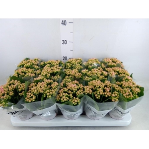 Kalanchoe  'MoreFlow Lillian'