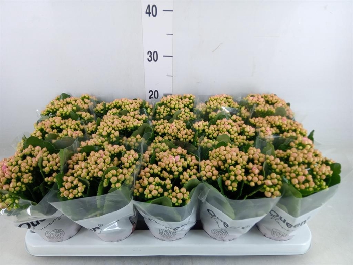 <h4>Kalanchoe  'MoreFlow Lillian'</h4>