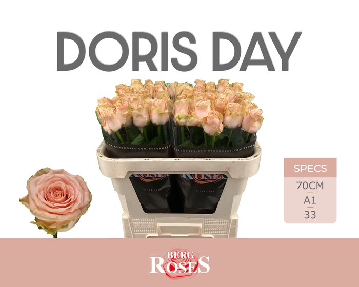 <h4>Rozen R GR Doris Day 34</h4>