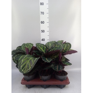 Calathea roseopicta var. illustris