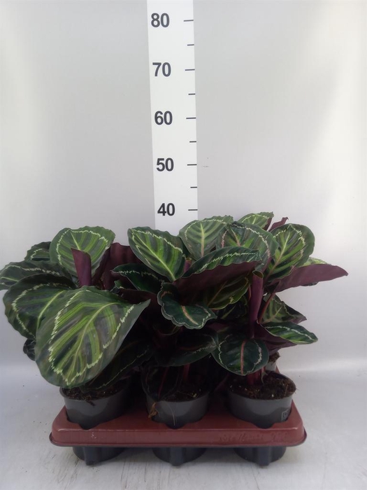 <h4>Calathea roseopicta var. illustris</h4>