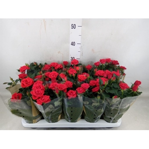 Rosa  'Red Mercedes Kordana'