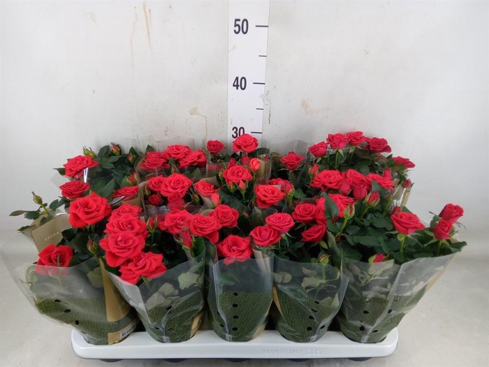 <h4>Rosa  'Red Mercedes Kordana'</h4>